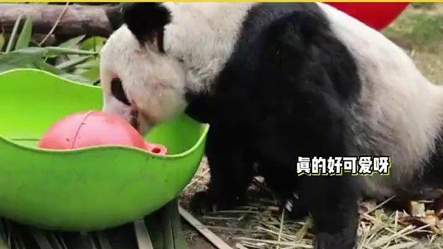 丫丫喜提新玩具，大眼睛亮亮的玩的超开心，边吃笋还不忘擦擦嘴 #大熊猫丫丫 #明星八卦
