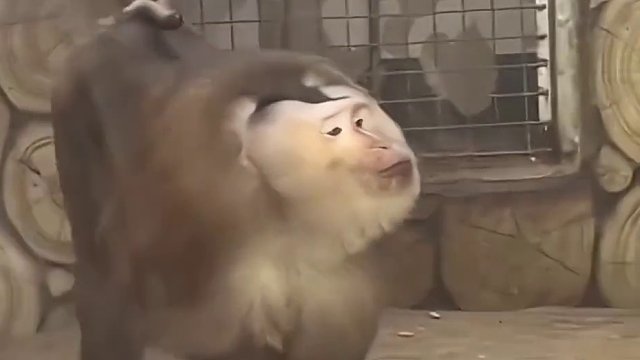 猴子：来，拍吧！这不得把你们迷得死死的！ #动物的迷惑行为 #动物成精系列