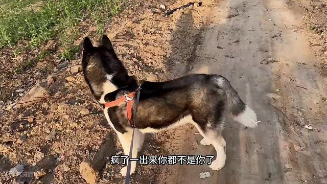 男子遛狗结果却反被狗遛了，气得男子口吐芬芳，悲惨遭遇惹人大笑 #二哈 #哈士奇 #狗狗 #宠物 #萌