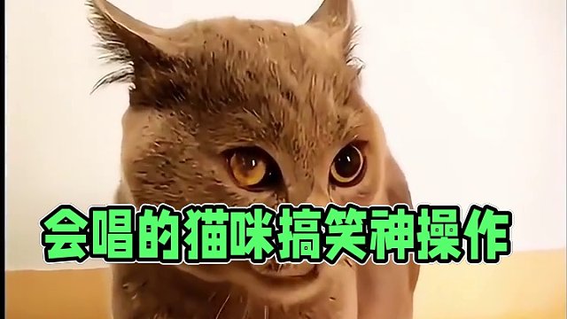 会唱跳的猫咪？#神操作 #外国人真会玩 #离谱 #搞笑 #游戏