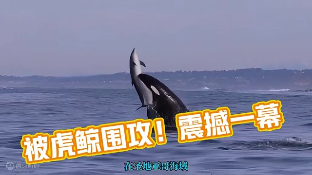 可怜的海豚被虎鲸分割围歼成功猎杀！海豚被吓破胆 #虎鲸 #海豚 #海洋动物
