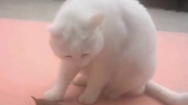 一般的鸟，没有这样的心理素质