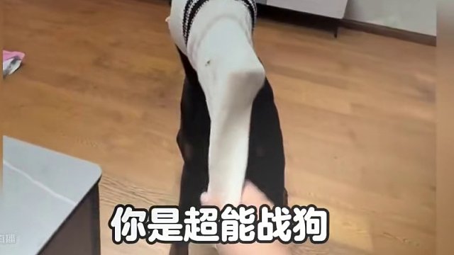 动物们的无语瞬间，狗子：讨厌没边界感的人类