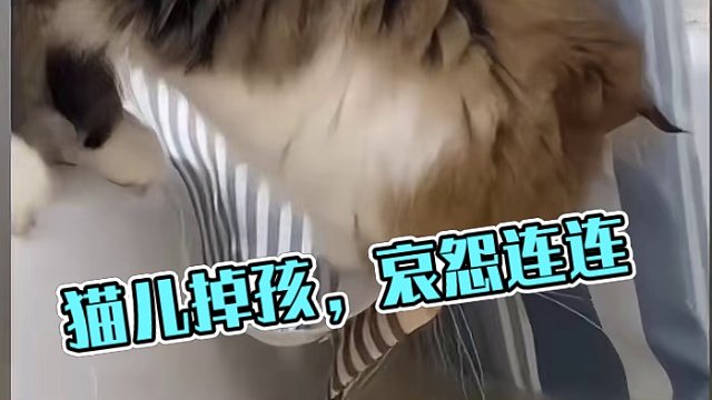 猫：我孩子没了！