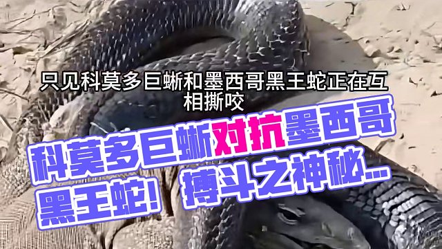 科莫多巨蜥大战墨西哥黑王蛇
#野生动物零距离 #蛇 #弱肉强食的动物世界 #科莫多巨蜥 #XFold