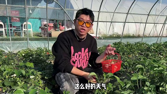29.9就能畅吃草莓！走了还能带走一斤，马上要清明了真的可以囤上到时候去玩#草莓采摘园 #亲子采摘 