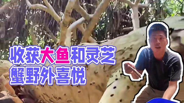 野外生存｜第二十集收获大鱼和灵芝蟹的喜悦赶走了制作土砖的疲劳#游戏#户外 #野外生存 #海岛生活 #