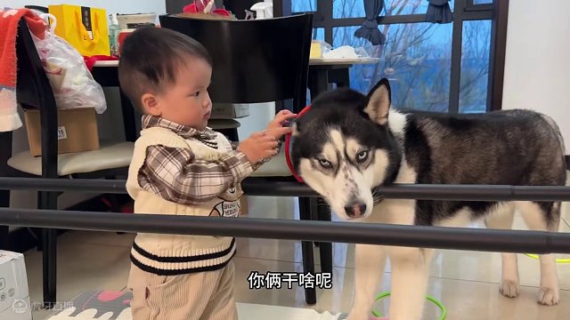 宝宝救助被卡住狗头的二哈，当宝宝发现自己无能为力时，居然哭了 #萌宠萌娃 #萌宠 #狗狗 #二哈 #