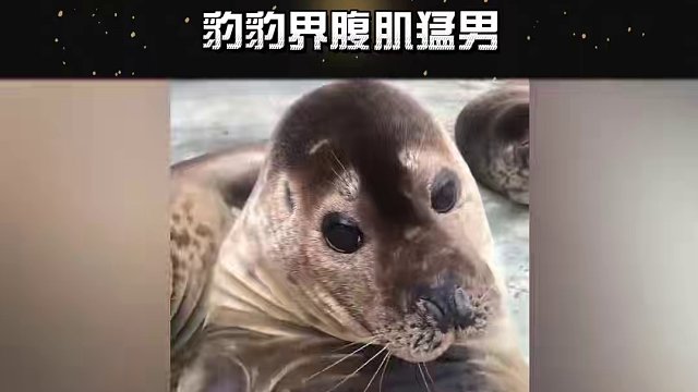 豹豹可爱捏！起来这一下没绷住