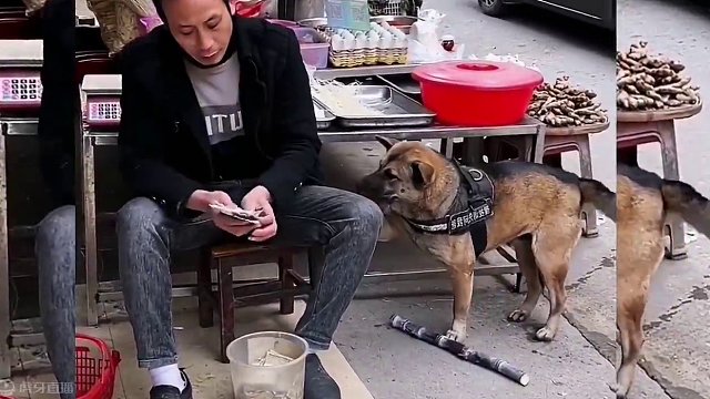 搞笑配音：这狗比我会讲价