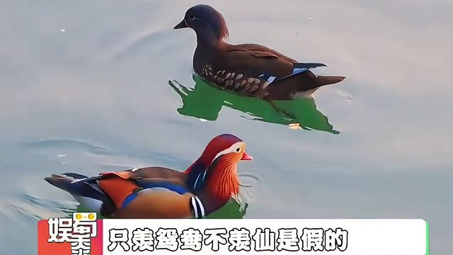 #鸳鸯其实是海王 只羡鸳鸯不羡仙是假的！！！#鸳鸯 #只羡鸳鸯不羡仙