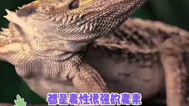 鸭嘴兽的设计真的过于潦草和粗糙了！#娱乐评论大赏 #鸭嘴兽 #万万没想到 #bug #动物的迷惑行为