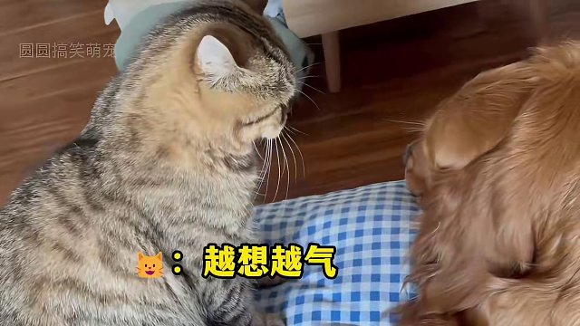 #小狗的治愈瞬间 #谁能拒绝憨憨的小猫咪 治愈系