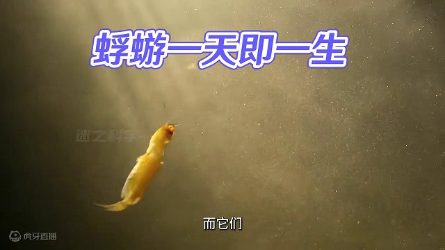 人生在世如蜉蝣，转眼乌头变白头，蜉蝣短暂的一天也是它的一生