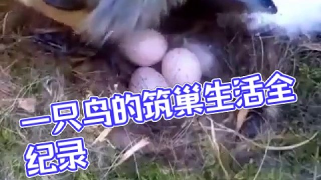摄像机从头到尾记录了一只 #鸟 从 #筑巢 和生雏的全过程。比人还厉害！一只鸟盖房子，生娃，养娃，带