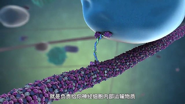 你身体里的“搬运工”驱动蛋白，不用动脑每天就知道搬搬搬！