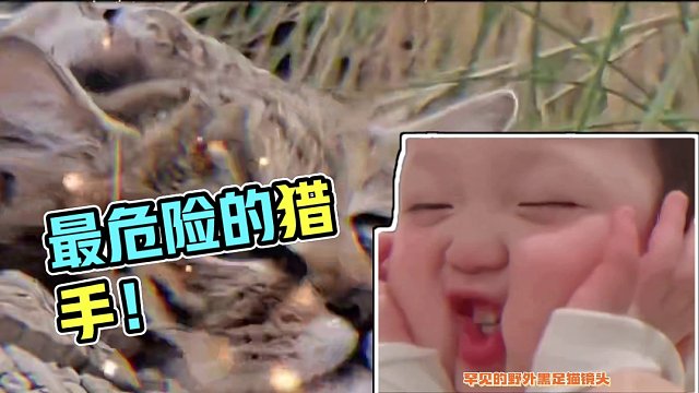 我跟它对视了一眼就被萌S了，果然是最致命的猎手！ #黑足猫 #动物