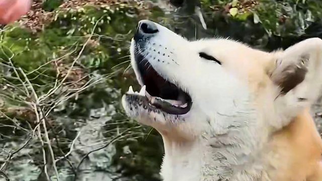 小哥户外制作芝士肉堡#户外美食 #户外美食制作 #户外野餐