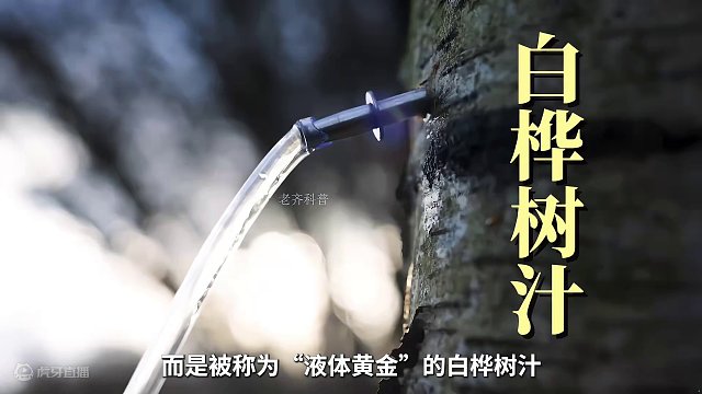 这种水你见过吗？#白桦树汁 #制作过程 #科普一下