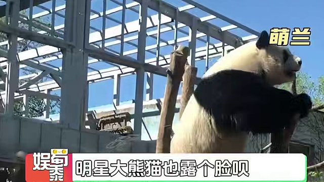 #国内首档大熊猫饲养员纪实综艺 可可爱爱的大熊猫我超爱的，这综艺我一定追！！#大熊猫 #综艺