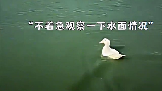 “鸭子：我只玩高端局！”#鸭子#鳄鱼