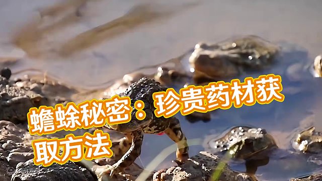 <第3/3集>蟾蜍的秘密，如何获取蟾衣和蟾酥？ #纪录片充电计划