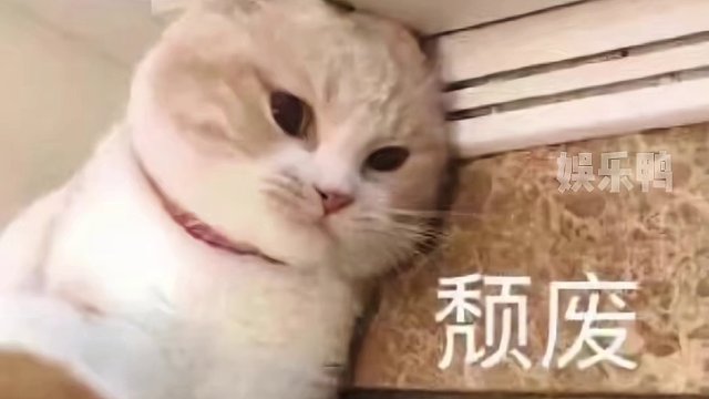 但是它跑的再匆忙也不踩水稻，好猫！！ #专治不开心 #猫猫的事情你少管
