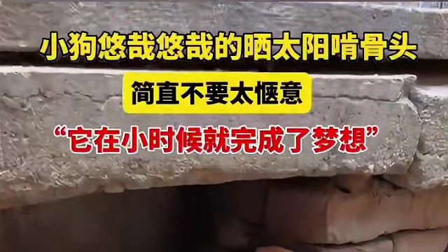 狗：我啃了三年，始终觉得饿？
