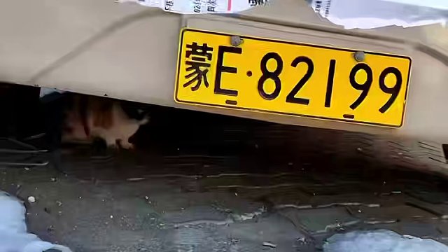 盘点一些喵星人的无语瞬间，怪不得猫不喜欢跟狗玩