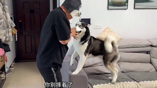 二哈看到主人变成二哈会是啥反应？傻狗的骚操作笑得人肚疼，绝了 #二哈 #哈士奇 #狗狗 #宠物 #萌