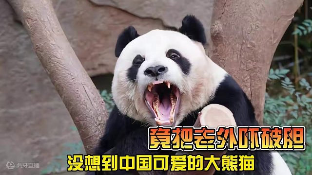 没想到中国可爱的大熊猫竟把老外吓破胆