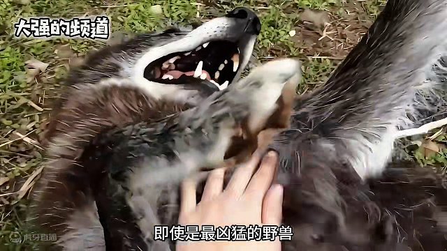 人类救了一只狼，狼和人成了好朋友#野生动物零距离 #动物的迷惑行为 #奇妙的动物