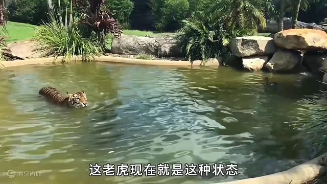 这只鸭子太厉害了！与老虎一起泡澡，还将老虎戏耍了一顿