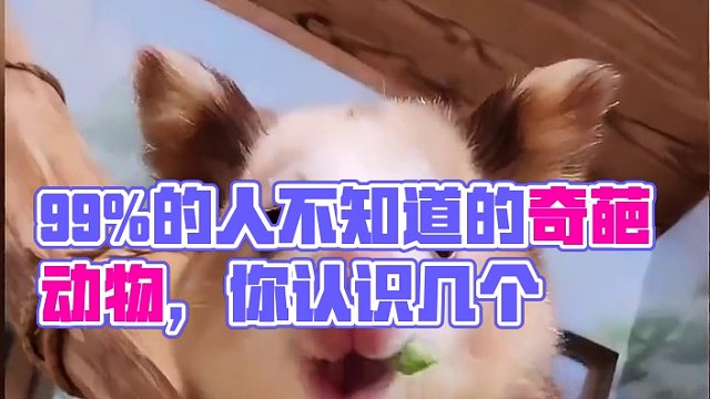 99%的人不知道的奇葩动物，看看你认识几个？