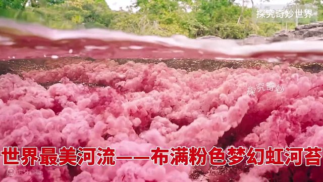 这是一条看了会使人“少女心爆棚”的视频，布满粉色梦幻”樱花海”的最美河流——卡诺克里斯塔莱斯河