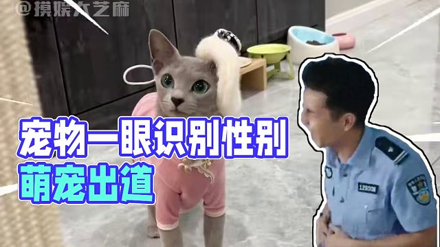 有的宠物一眼就知道是什么性别 #宠物 #猫 #萌宠出道计划 #人人都是爱宠分享官 #热点小助手