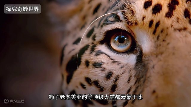 它被称为“小剑齿虎”——云豹，吃遍水陆空、进化上百万年，如今却濒临灭绝