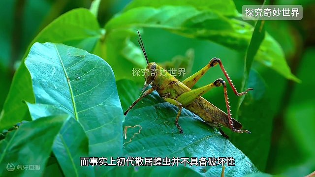 蝗灾是如何形成的？蝗虫如何一步步从独居小可爱一念成魔，变成非洲灾难之王？