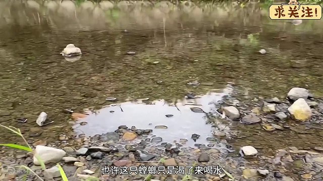 沉浸式观察螳螂，野外的小螳螂走向河里，可怕的事发生了