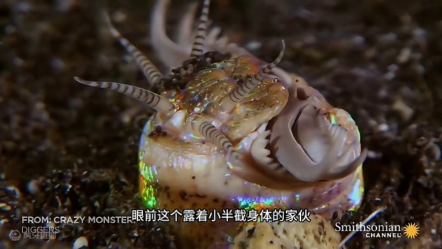 堪称海底绞肉机的博比特虫，到底有多恐怖？你会庆幸它没生活在陆地