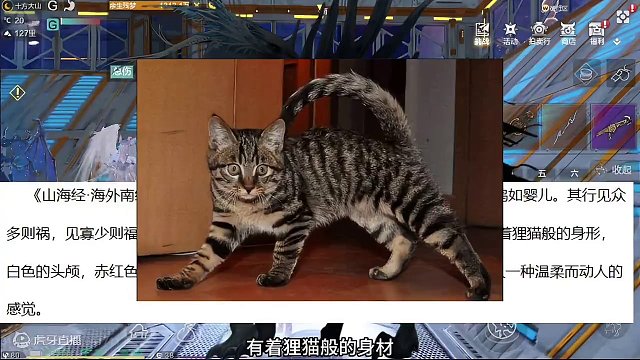 盲猜一下新进化宠是白泽，风属性宠物，需要屯的材料可能是剑齿！ #妄想山海 #妄想山海新进化宠白泽