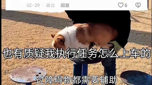 太萌了！全国唯一一只柯基警犬，出勤靠人背！ #搞笑 #离谱 #整活