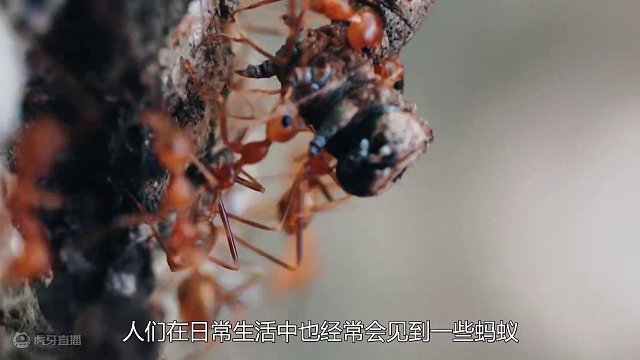 诡异的“蚂蚁漩涡”，蚁群持续旋转直到力竭而死，这是怎么回事？