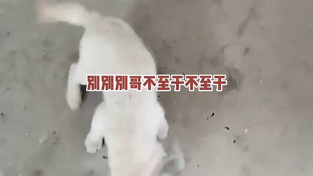 老鼠：你知道什么是疯狂摇摆吗