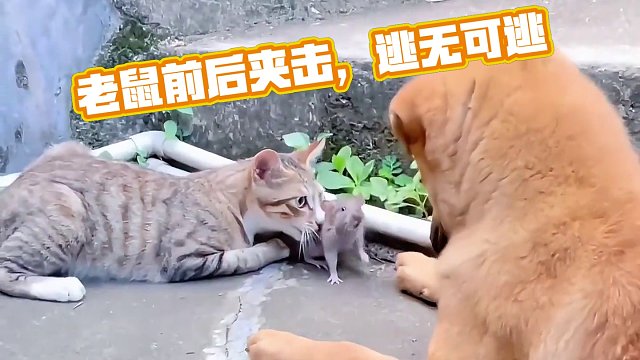 老鼠：前有狗，后有猫，今天哪里也别想逃