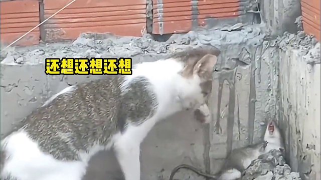 老鼠：吃了没文化的亏