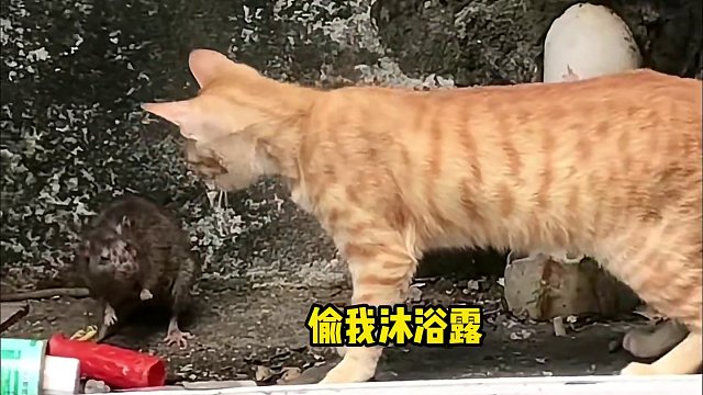 老鼠：根本不给我说话的机会