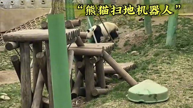 大熊猫的那些可爱搞笑瞬间！#大熊猫 #来这吸熊猫 #大熊猫迷惑行为大赏 #国宝不愧是国宝 #一方水土