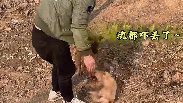 被强制开机的狗子，这年头，做狗也是不容易啊！#万物皆可挂闲鱼 #汪星人  #主人能有什么坏心眼 #铲