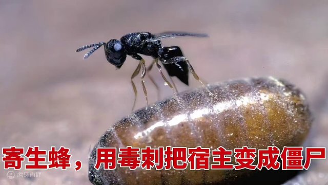 我发布了一个新视频，快来围观吧！